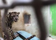Pelihara 2 Macan Dahan di Pekarangan, Warga Tarakan Diamankan Polisi