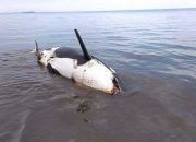 Paus Orca Seberat 15 Kwintal Mati Terdampar di Pantai Bangsring, Banyuwangi