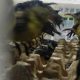BKSDA Jateng Gagalkan Penyelundupan 310 Burung, 85 Ekor Sudah Mati