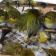 Endangered: Film tentang Perdagangan Ilegal Burung di Indonesia