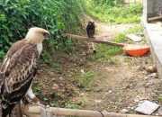 Ketahuan Pelihara Burung Dilindungi, Warga Bogor Didatangi Petugas Gakkum KLHK