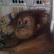 Penjual Orangutan Tertangkap, Rumahnya Ternyata Jadi Gudang Penyimpanan Satwa