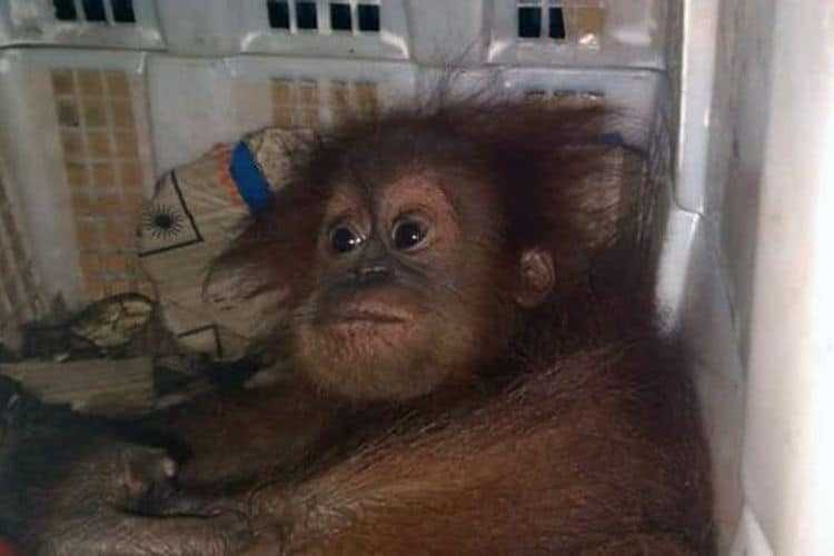 Penjual Orangutan Tertangkap, Rumahnya Ternyata Jadi Gudang Penyimpanan Satwa
