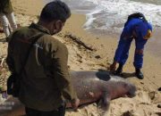 Seekor Dugong Mati Mengenaskan dengan Dua Luka Tembak di Tubuhnya