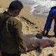 Seekor Dugong Mati Mengenaskan dengan Dua Luka Tembak di Tubuhnya