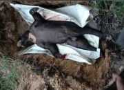 Seekor Beruang Madu Ditembak Mati di Kalimantan Selatan