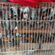Perdagangan Satwa Liar Dilindungi Masih Marak di Pasar Burung 16 Ilir