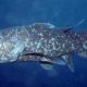 Ikan Raja Laut, Spesies Ikan Purba yang Sempat Dinyatakan Punah