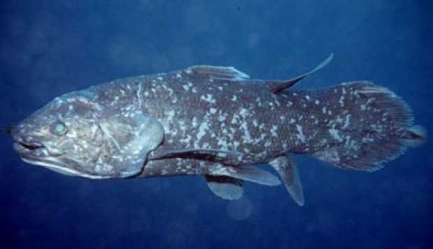 Ikan Raja Laut, Spesies Ikan Purba yang Sempat Dinyatakan Punah