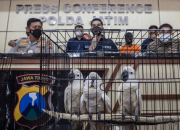 Kasus Jual Beli Burung Kakatua Maluku di Sidoarjo Ternyata Libatkan Oknum TNI AL