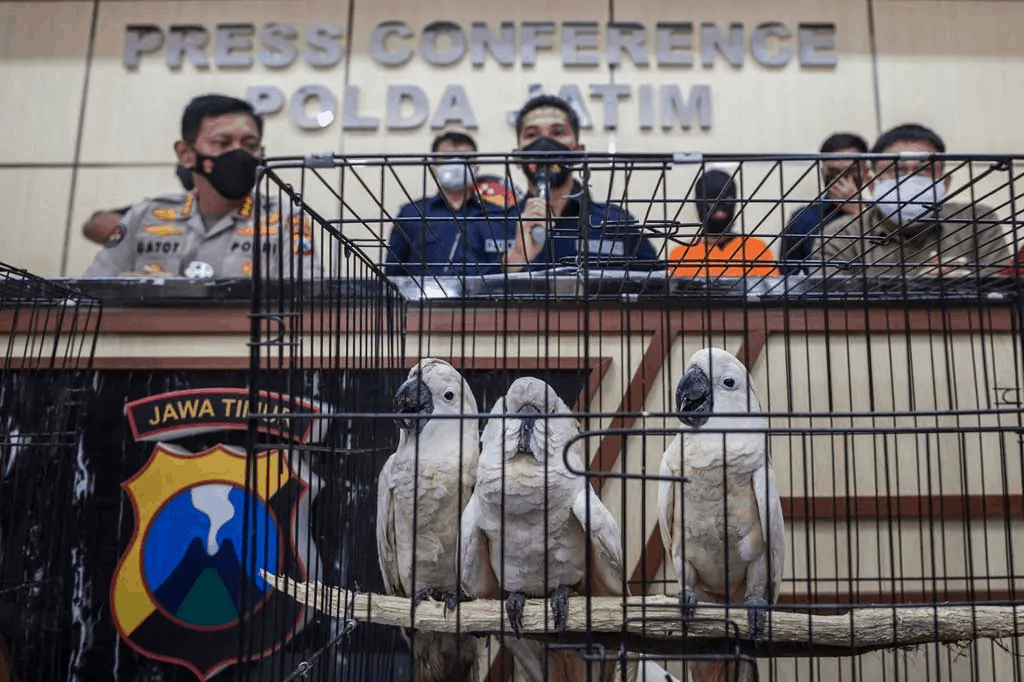 Tertangkap Jual Burung Dilindungi, Warga Sidoarjo Mengaku Hanya Dititipi