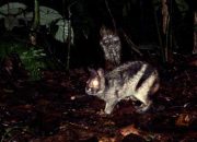 Kelinci Belang Sumatera, Satwa Endemik Langka yang Kurang Perhatian