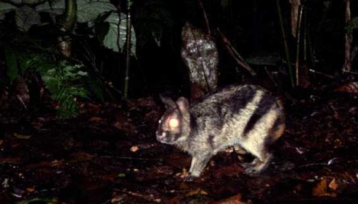 Kelinci Belang Sumatera, Satwa Endemik Langka yang Kurang Perhatian