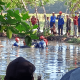BBKSDA Sulsel Evakuasi Lumba-lumba yang Masuk ke Empang