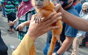 Perdagangan Satwa Liar Dilindungi Masih Marak di Pasar Burung 16 Ilir