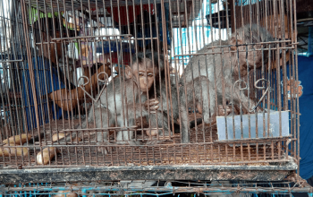 Perdagangan Satwa Liar Dilindungi Masih Marak di Pasar Burung 16 Ilir