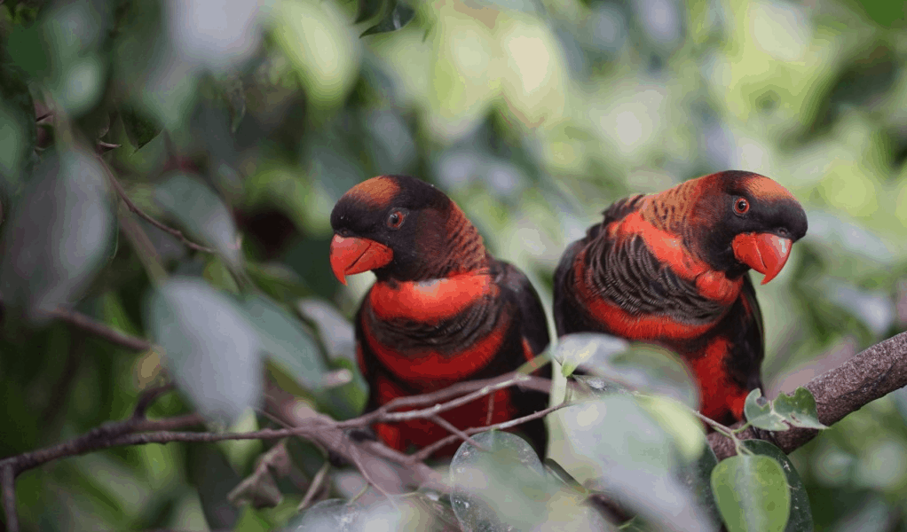 Kenali Ciri Burung Nuri yang Tidak Boleh Dipelihara dan Diperdagangkan