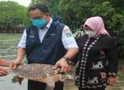 2 Penyu Sisik dan 100 Tukik Dilepasliarkan di Pulau Sebira