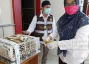 Penyelundupan 16 Cica Daun Besar ke Surabaya Digagalkan