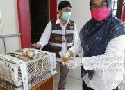 Penyelundupan 16 Cica Daun Besar ke Surabaya Digagalkan