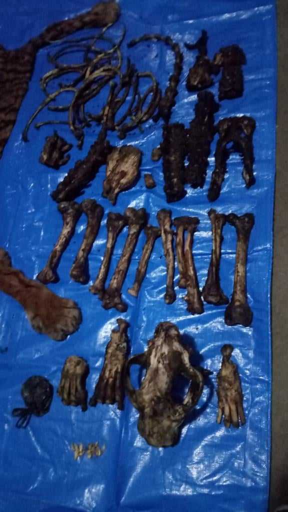 KLHK Ungkap Perdagangan Kulit dan Tulang Harimau Sumatera