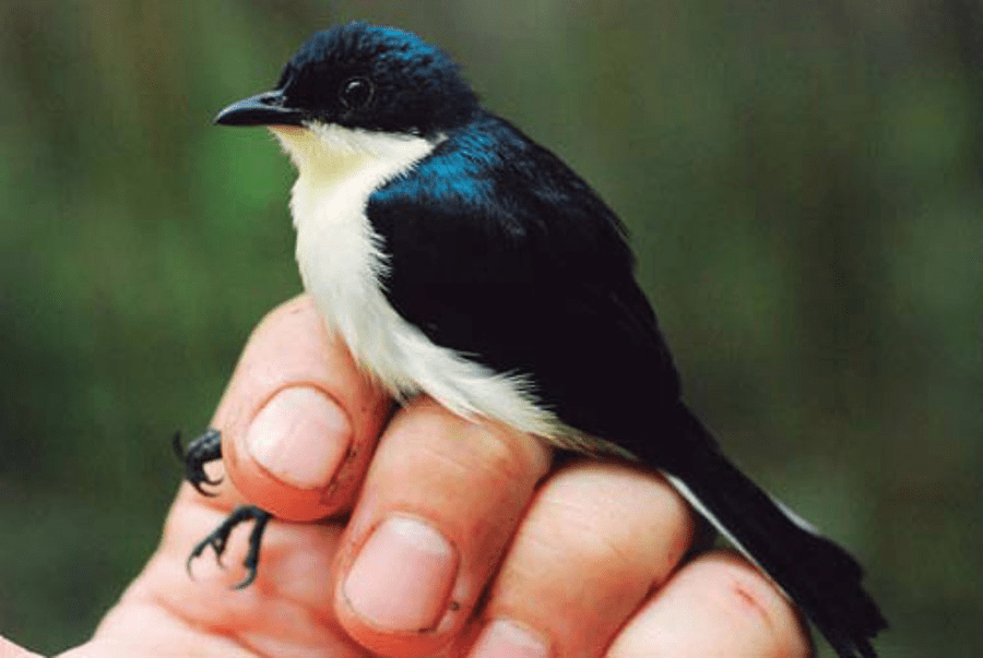 Kabar Gembira! Peneliti Temukan Burungbuah Jenis Baru di Papua