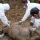 Anak Gajah Sumatera Mati Diduga Karena Sakit