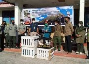 Setahun Jalani Rehabilitasi di NTT, 23 Kakatua Koki Dikembalikan ke Maluku