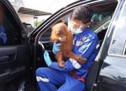 Sempat Jadi Tontonan Warga, Seekor Orangutan Diamankan Polsek Sultan Daulat