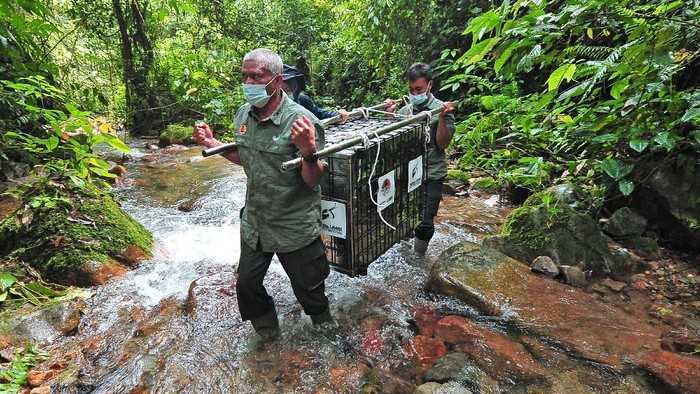 KLHK Lepasliar 27 Satwa di Taman Nasional Kerinci Seblat