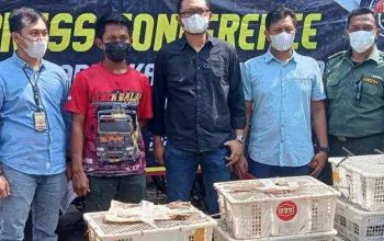 Ketahuan Menyelundupkan 2.083 Burung Berkicau, Sopir Truk Ditangkap