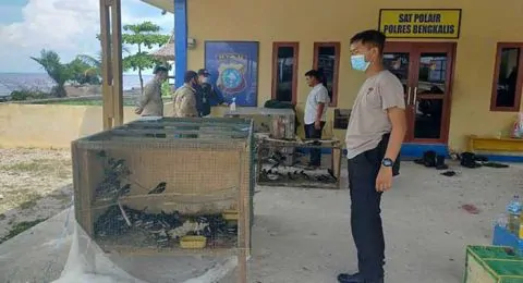 5 Tersangka Penyelundupan Burung Kacer Ditetapkan, Pemilik Masih Dicari