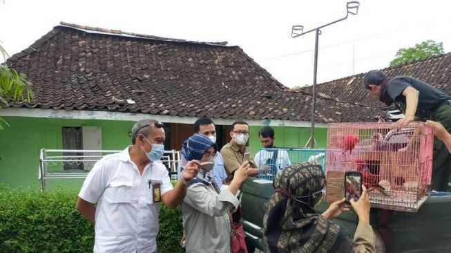 Iklan Burung Dilindungi di Medsos, Seorang Warga Yogyakarta Diamankan