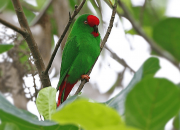 5 Burung Langka Endemik Sangihe yang Terancam Punah Karena Pertambangan