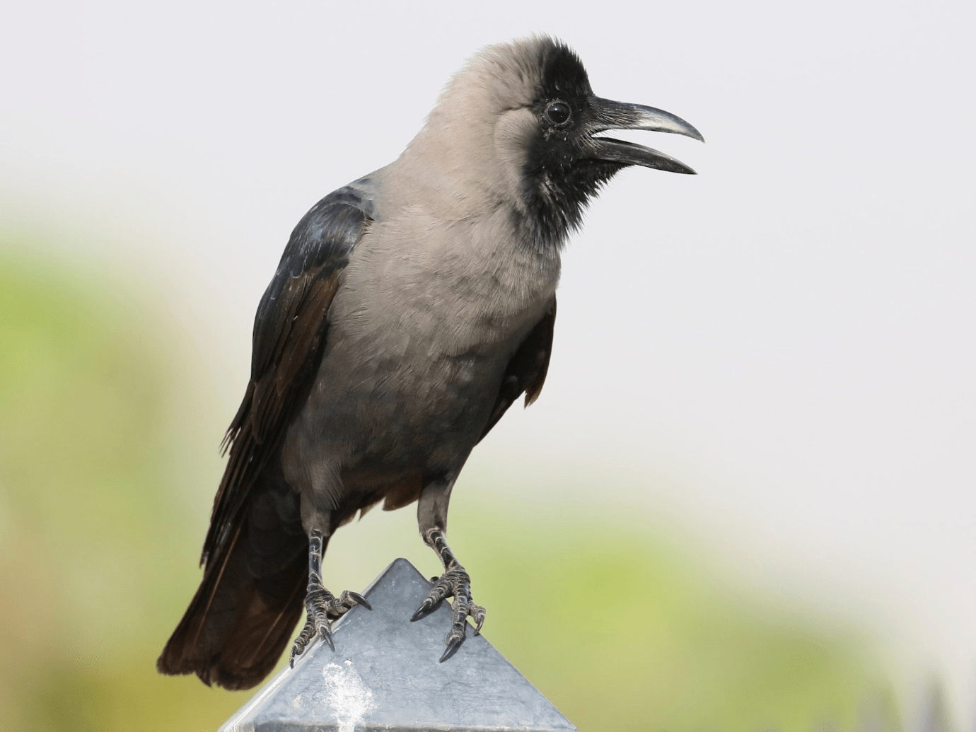 Sering Dikaitkan dengan Kematian, Kenali 8 Jenis Burung Gagak Dilindungi