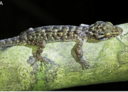 Cyrtodactylus Jatnai, Tokek Jenis Baru yang Diduga Endemik Bali