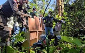 17 Satwa Endemik Dilepasliarkan di Kuala Kencana, Papua