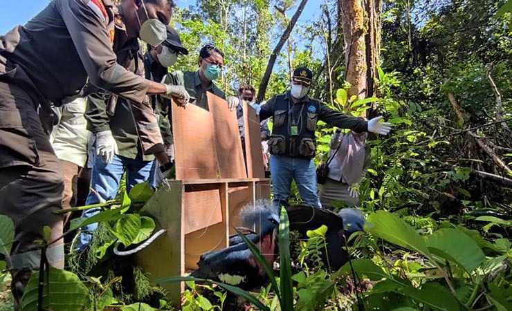 17 Satwa Endemik Dilepasliarkan di Kuala Kencana, Papua