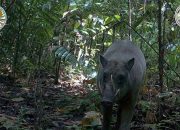 Beginilah Penampakan Babirusa Maluku yang Selama Ini Dianggap Mitos Belaka