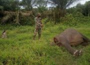 Sadis! Bangkai Gajah Ditemukan di Aceh, Kepalanya Hilang