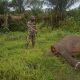 Sadis! Bangkai Gajah Ditemukan di Aceh, Kepalanya Hilang