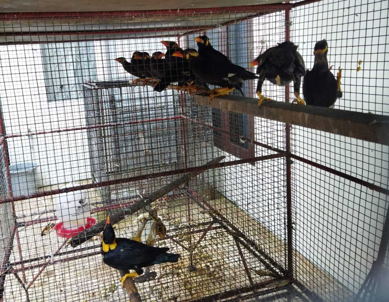 Balai Gakkum KLHK Wilayah Kalimantan Ungkap Penyelundupan Ratusan Burung