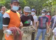 Warga Tangkap Buaya Muara di Bantaran Sungai Bengawan Solo