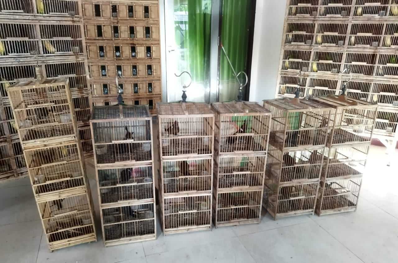 Balai Gakkum KLHK Wilayah Kalimantan Ungkap Penyelundupan Ratusan Burung