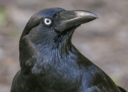 Mengenal Genus Corvus: Burung Gagak yang Cerdas dan Setia