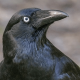 Mengenal Genus Corvus: Burung Gagak yang Cerdas dan Setia
