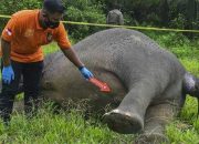 Kasus Pembunuhan Gajah Dilimpahkan ke Kejaksaan Negeri Aceh Timur