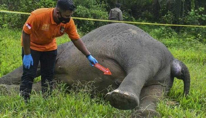 5 Pelaku Pembunuh Gajah Tanpa Kepala Ditangkap, 1 Orang Masih DPO