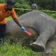 Tim Khusus Dibentuk Guna Usut Kasus Kematian Gajah Tanpa Kepala