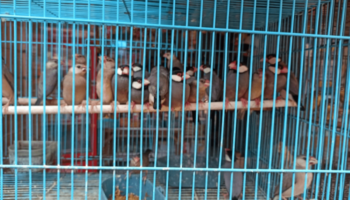 Perdagangan Satwa Dilindungi di Pasar Burung Plered Meningkat Tajam